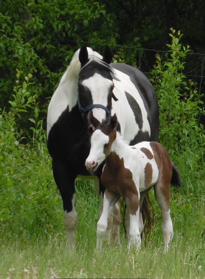 Paint Horse Stutfohlen von 2020 kaufen ⋆ Jinx ⋆ Double C Ranch